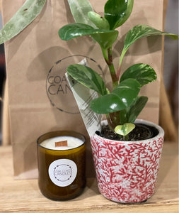 Recycled Beer Bottle Candle & Plant Pot Combo
